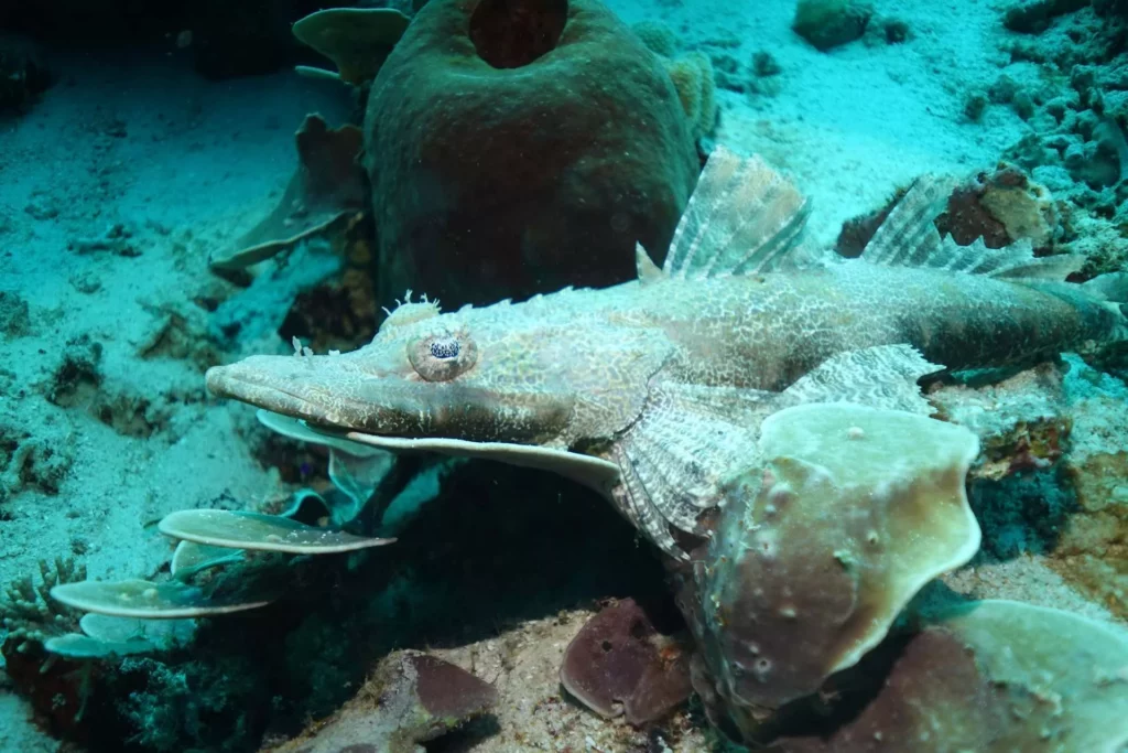 Crocodilefish on stage