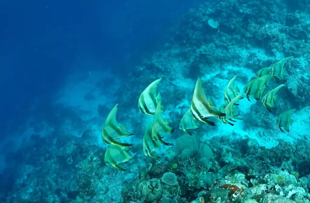 School of juvenile orange-rimmed batfish