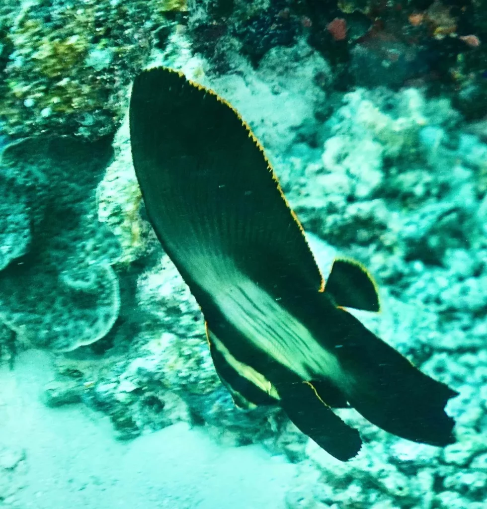 Young orange-rimmed batfish