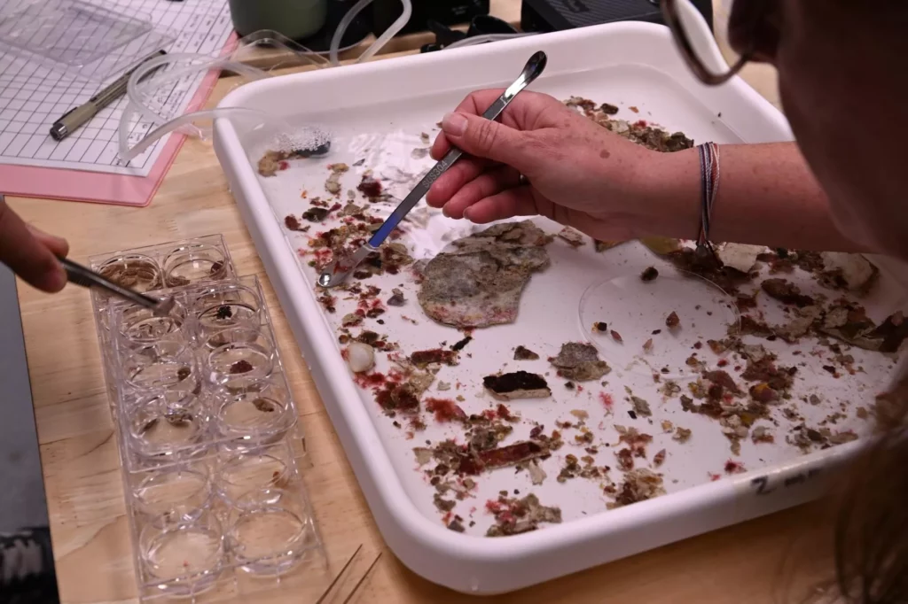 Lab work (Durrell Kapan © California Academy of Sciences)