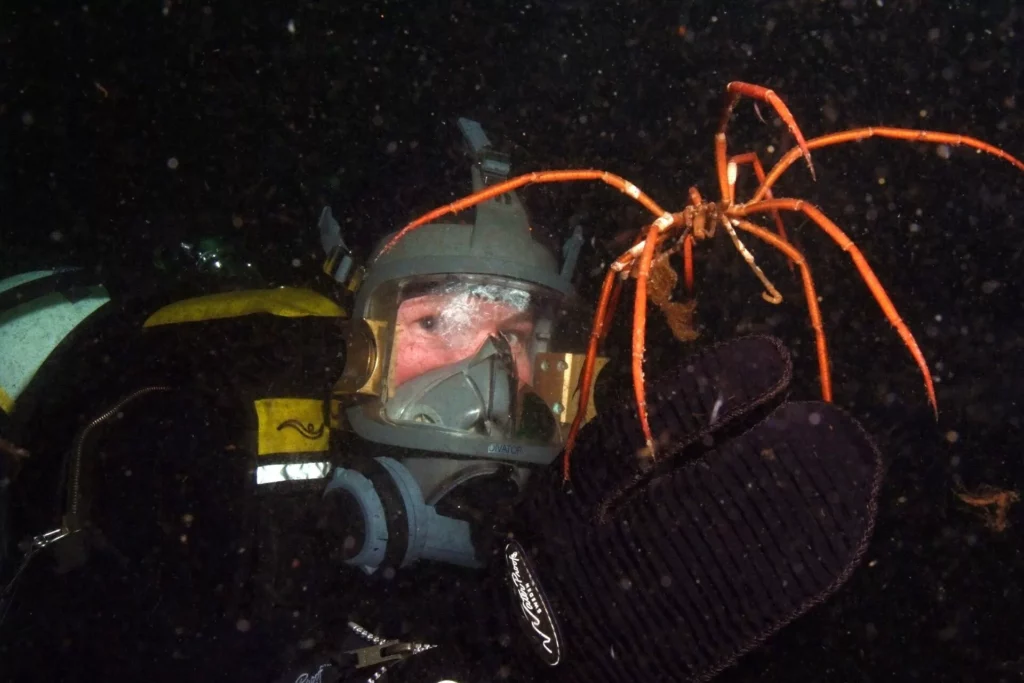 Dream opening for divers in Antarctica 2 Diver with giant sea spider off Rothera-Research Station (Terri Souster / BAS)
