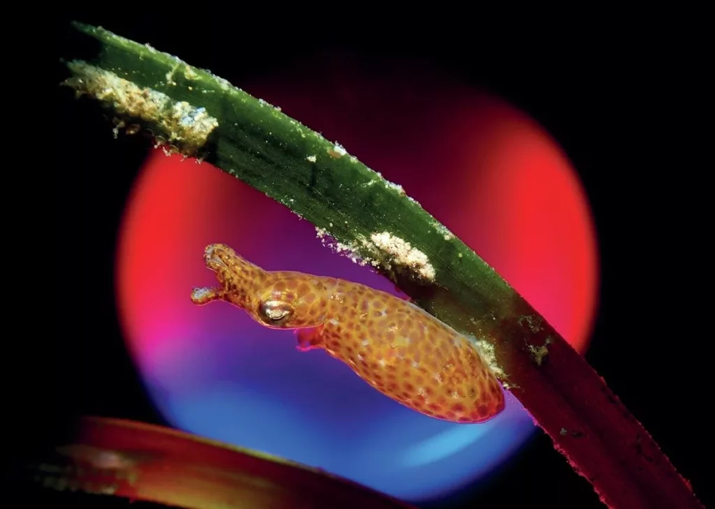 Pygmy squid in Dauin