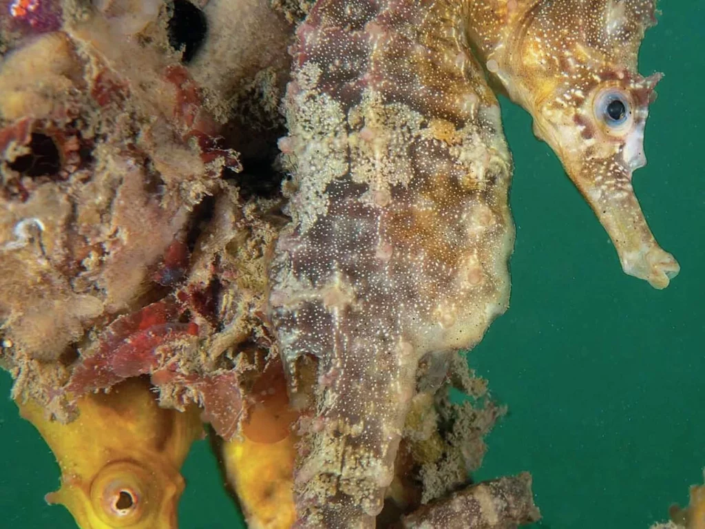 White’s Seahorses in Sydney Harbour: Conservation Success at Chowder Bay 11 Pair of seahorses