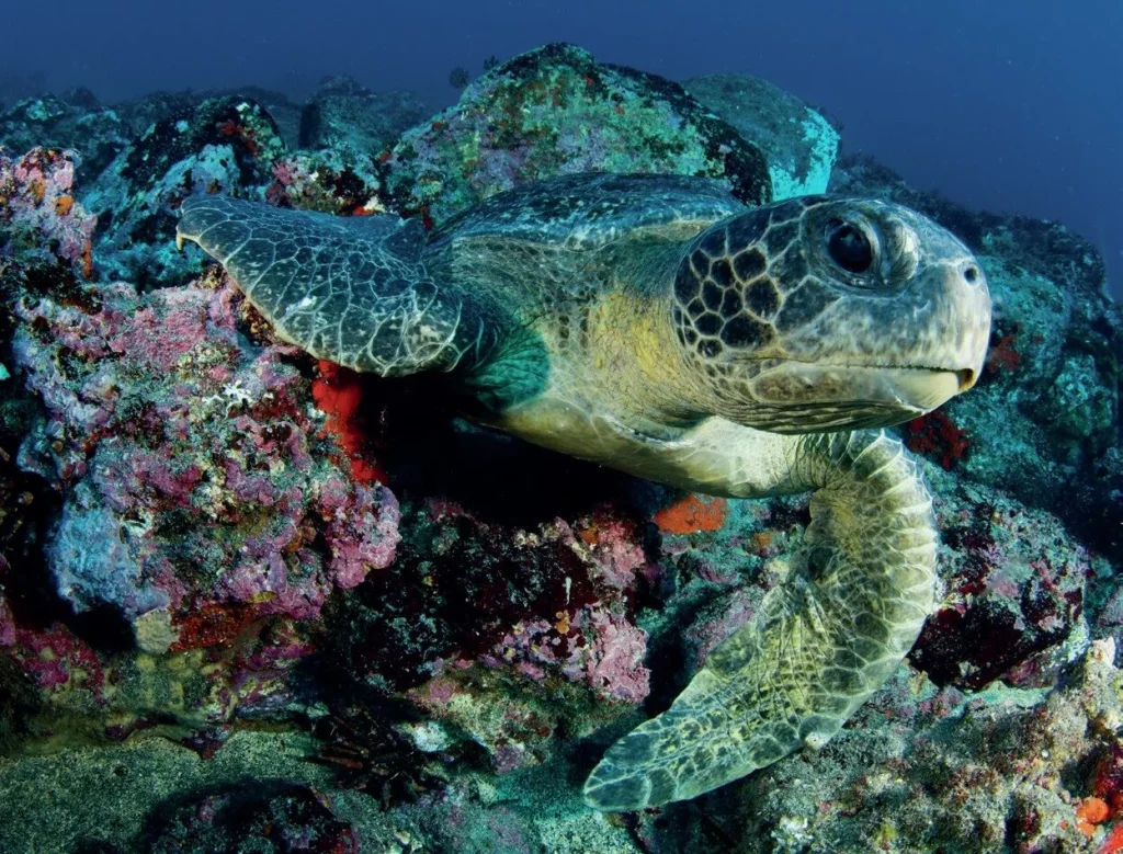 Turtle posing on the reef in the Galapagos Islands