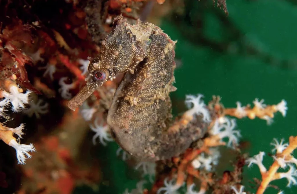 White’s Seahorses in Sydney Harbour: Conservation Success at Chowder Bay 10 A White's seahorse in among the corals