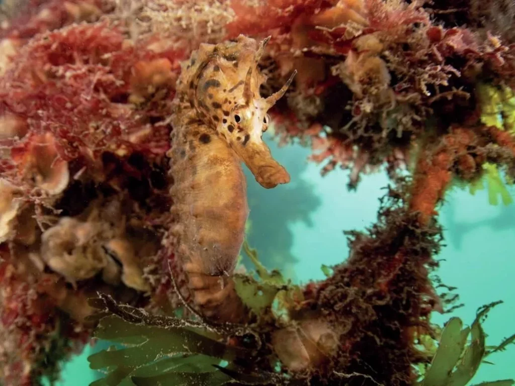 White’s Seahorses in Sydney Harbour: Conservation Success at Chowder Bay 4 Camouflaged White's Seahorse