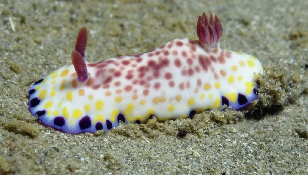 A purple-spotted nudibranch (Goniobranchus aureopurpurea) photogprahed by Nigel Marsh on the Wongara Coast, Queensland