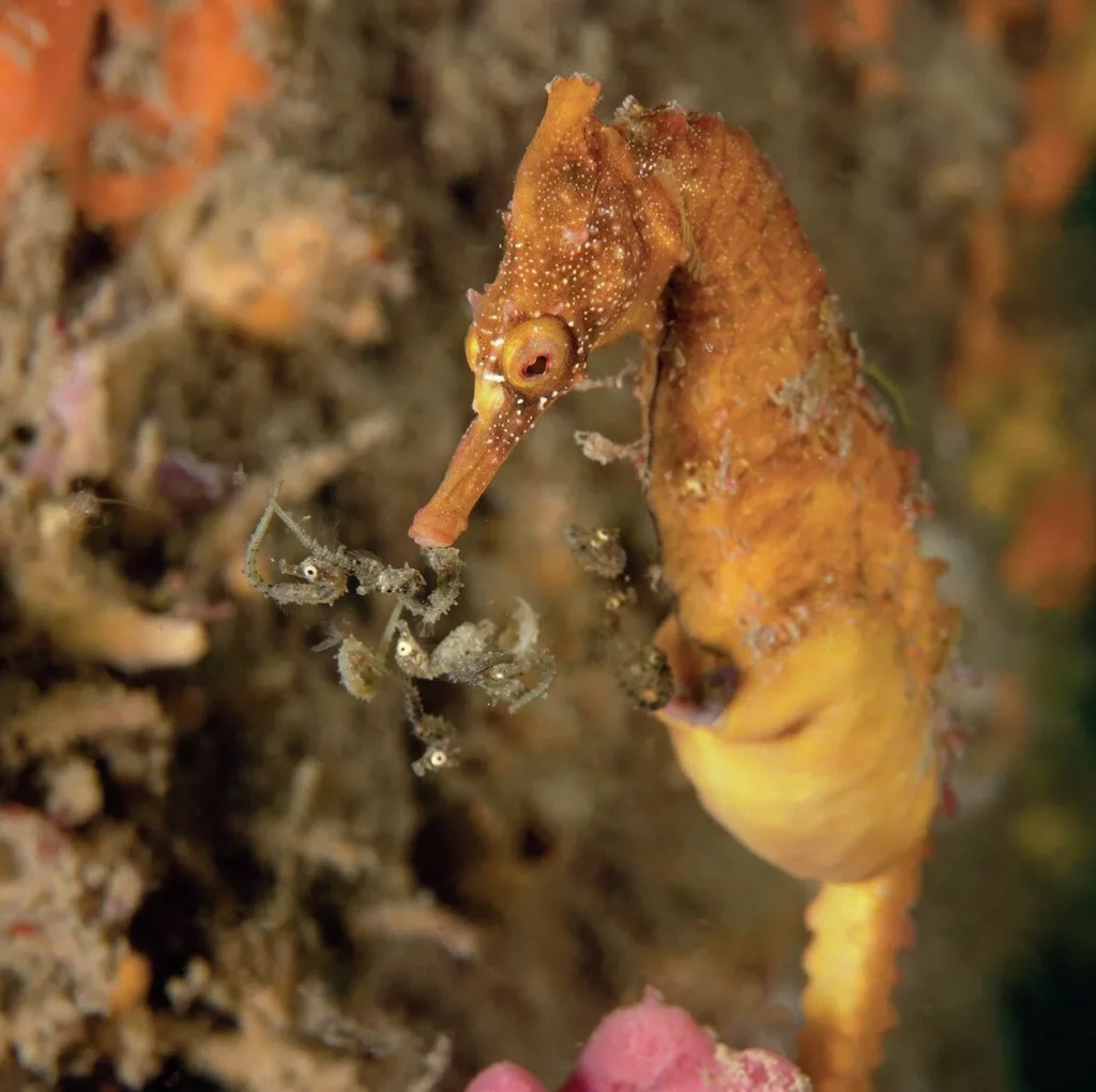 White’s Seahorses in Sydney Harbour: Conservation Success at Chowder Bay 9 Male White’s seahorse giving birth in the wild at Chowder Bay