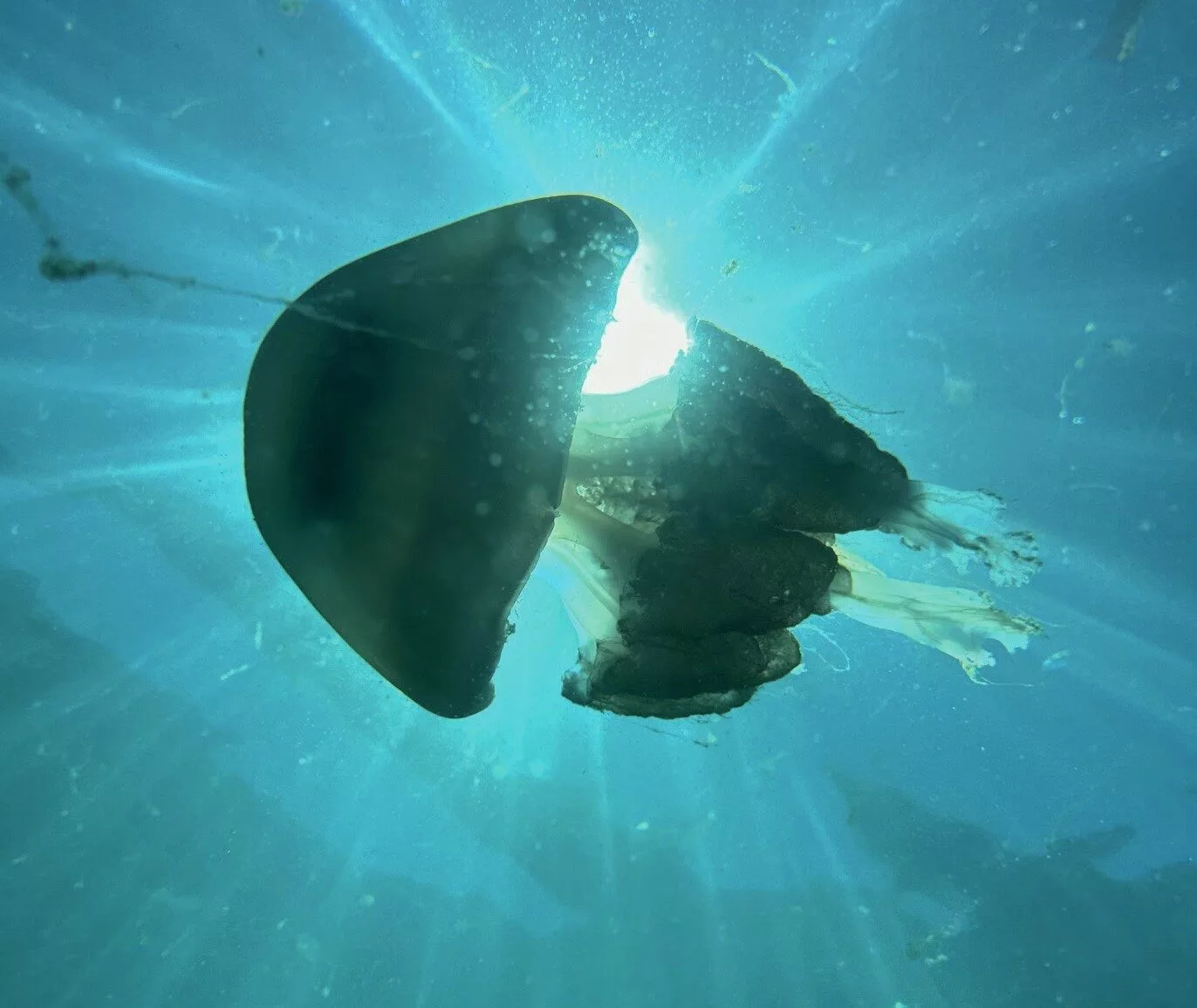 The Effects of Climate Change on Coastal Seas and Marine Life