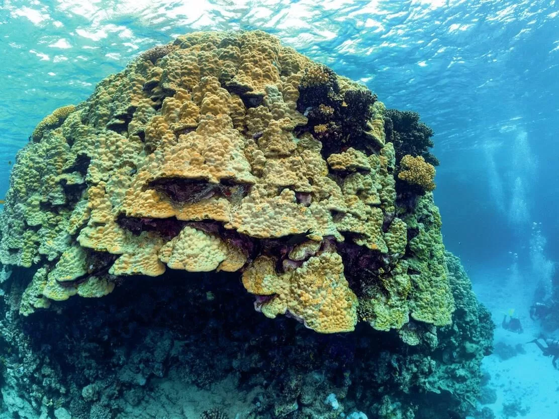 It's not only soft corals, there are huge formations of hard corals in the Red Sea