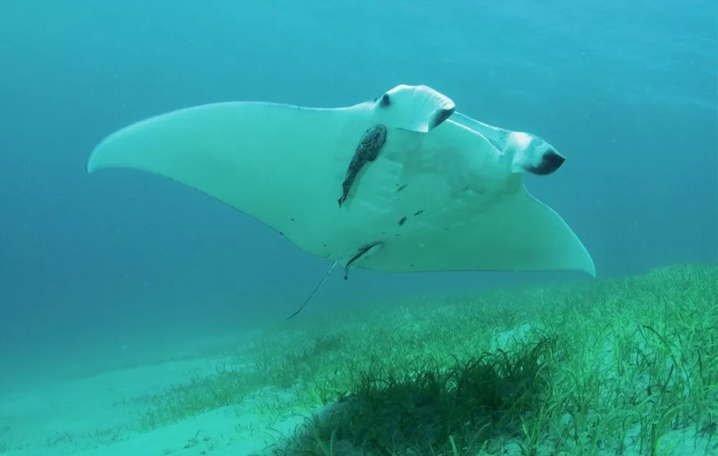 A playful juvenile manta ray in Dauin, Philippines