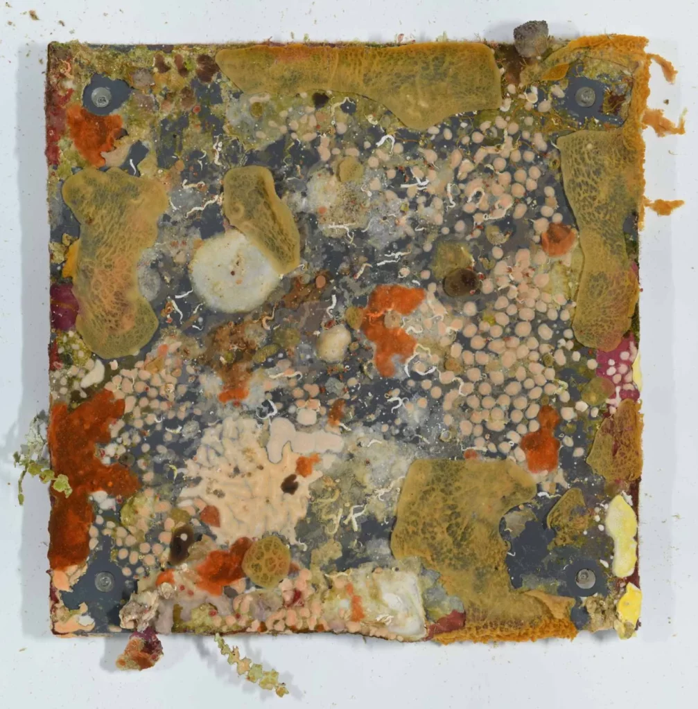 GUAM 2025 ARMS11 P5B Stitched