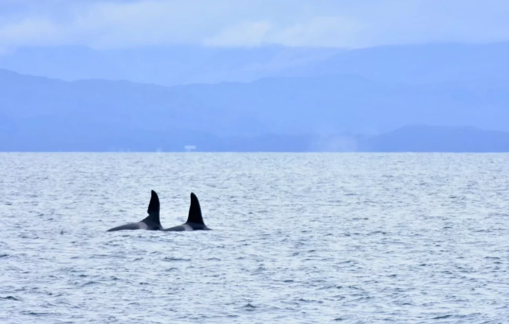 John Coe and Aquarius in September (Indy Greene, Hebrides Cruises)