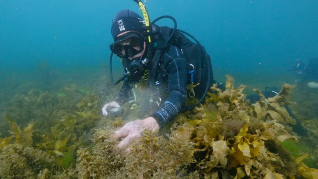 Kelp Collector JackBreedon 1
