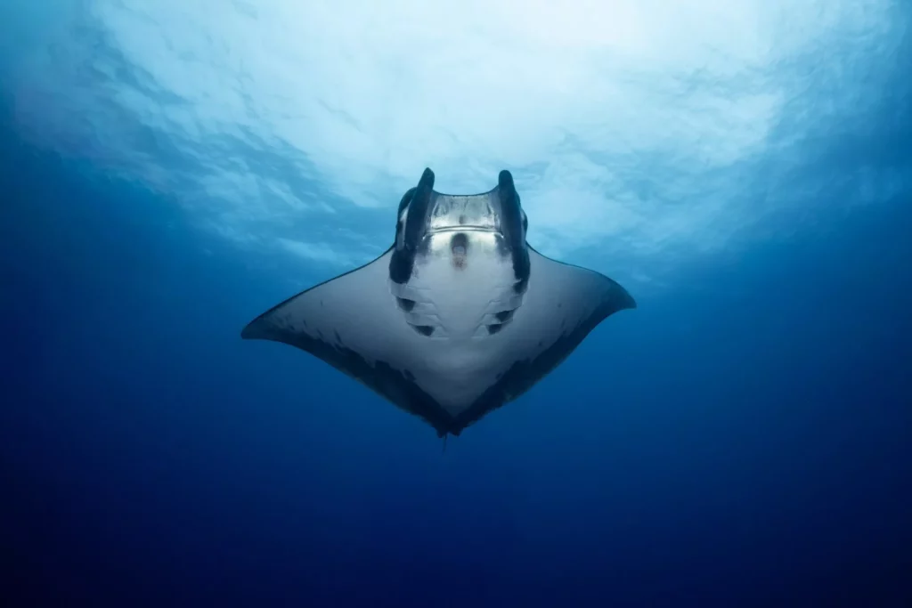 Azores devil rays shine in new doc 1 Sicklefin devil ray (Jasmine Corbett)