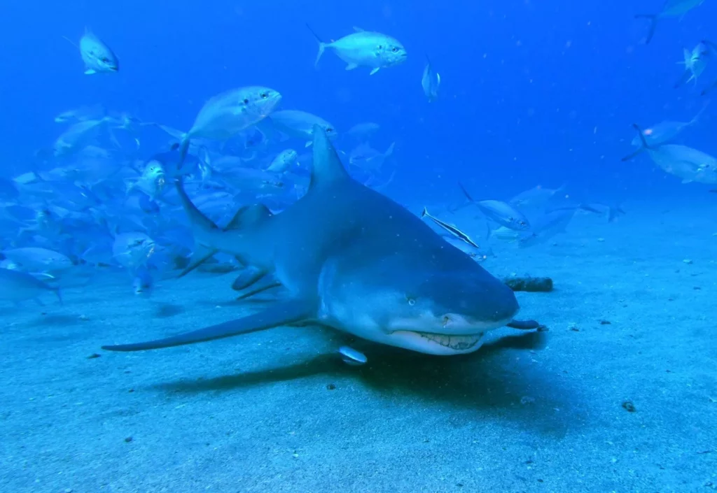 Lemon shark near the Zion wreck (John Christopher Fine 2026)