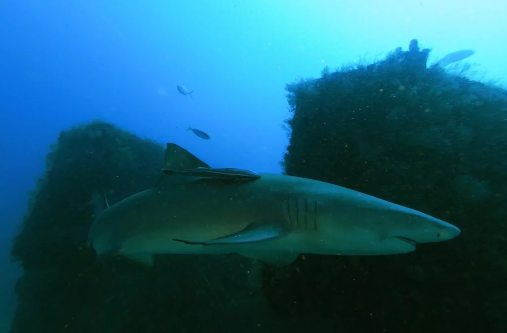 Lemon shark on wreck (John Christopher Fine 2026)