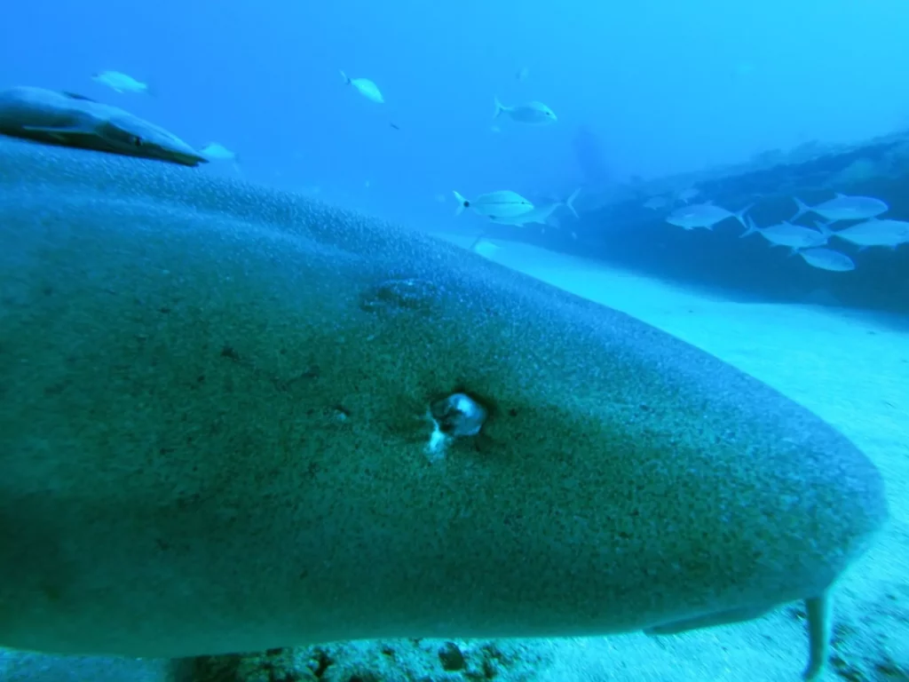 Nurse shark at Bonaire (John Christopher Fine 2026)