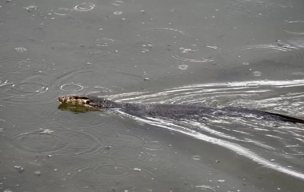 Monitor lizard swimming in a canal, Raha