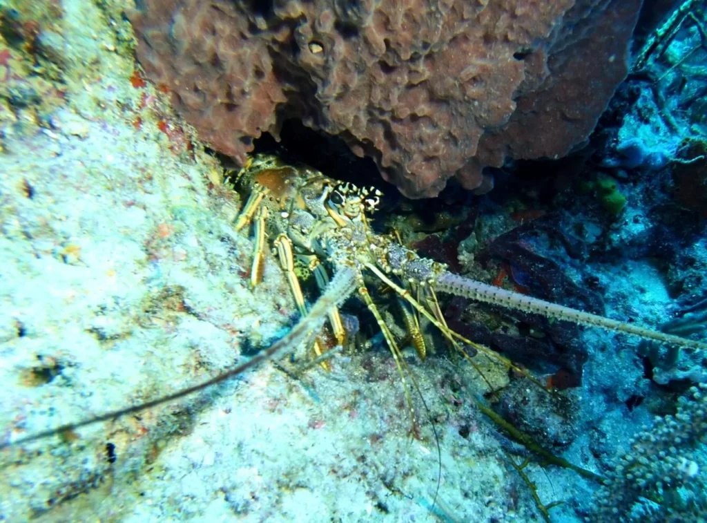 Spiny lobster (John Christopher Fine 2026)