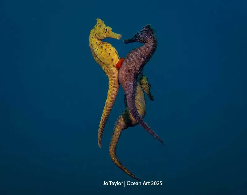 Taken with a Canon G7x Mark II, Isotta housing, Inon S-220 strobe. f/7.1, 1/250th, ISO 125