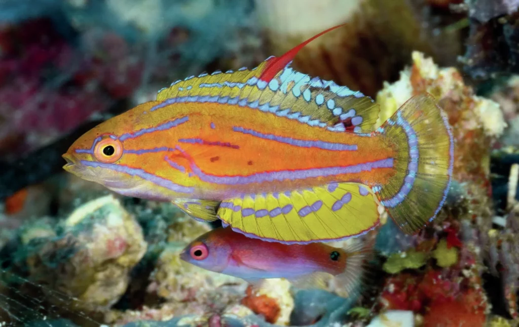 Male flasher wrasse in full display captured with a Nauticam MFO-1 paired with my Nikon AF-S VR Micro-NIKKOR 105mm