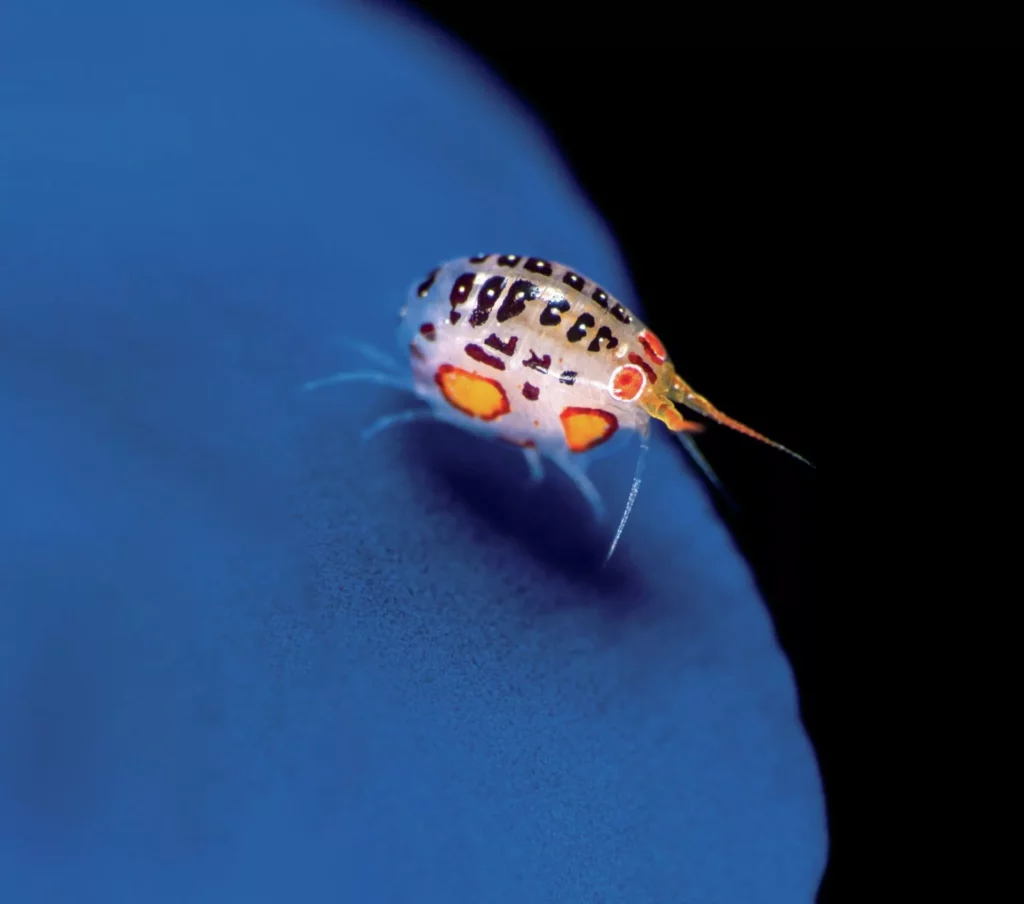 Tiny creatures are challenging to focus on and push systems to their limits