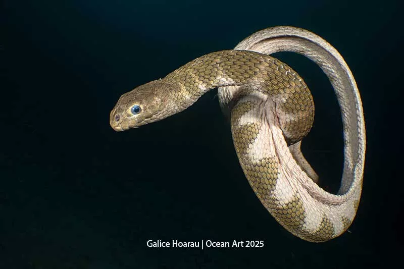Taken with a Sony a7r v + EFS 35 mm macro, Nauticam housing, two Retra Pro Max strobes. f/16, 1/160th, ISO 640 (Galice Hoarau / Ocean Art 2025)