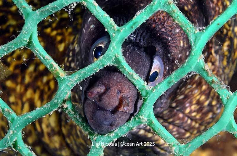 Taken with a Nikon D300s + AF-S 60mm f/2.8G ED Micro, Isotta housing, two Seacam150 digital strobes. f/36, 1/200th, ISO 250 (Elio Nicosia / Ocean Art 2025)