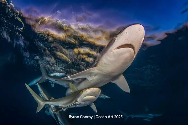Taken with a Sony A7R V + Canon 8-15 fisheye, Nauticam housing and Backscatter HF-1 strobes. f/18, 1/5th, ISO 160