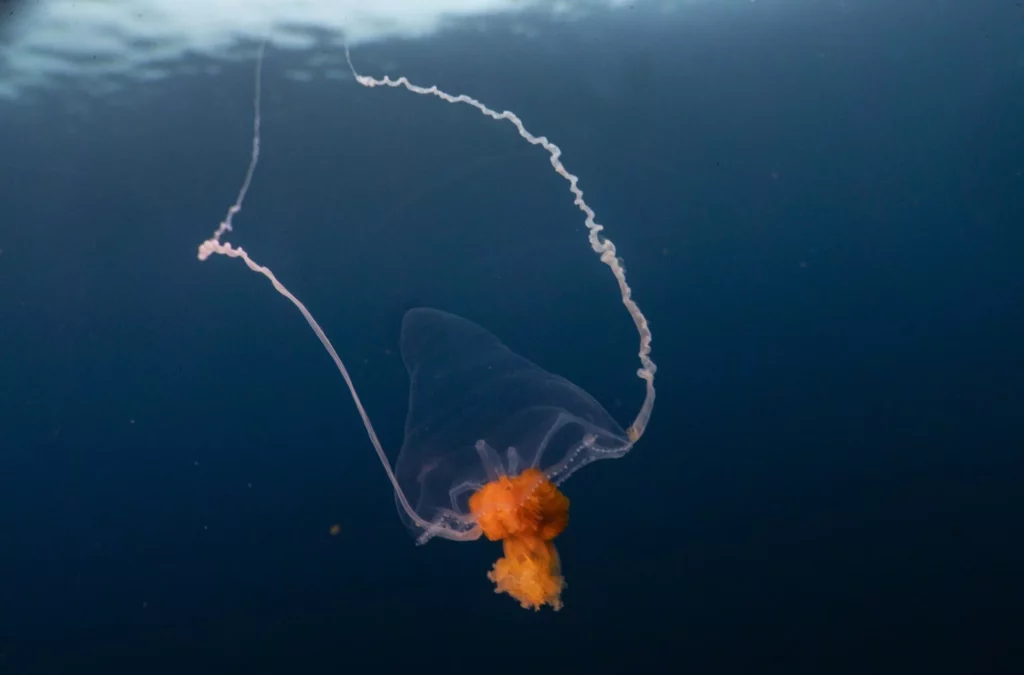 Hydromedusae (Manu San Félix, National Geographic Pristine Seas)