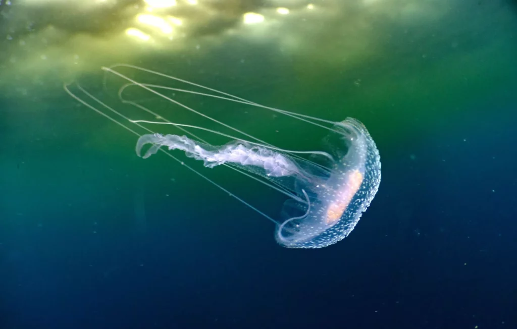 Pelagia noctiluca (Manu San Félix, National Geographic Pristine Seas)