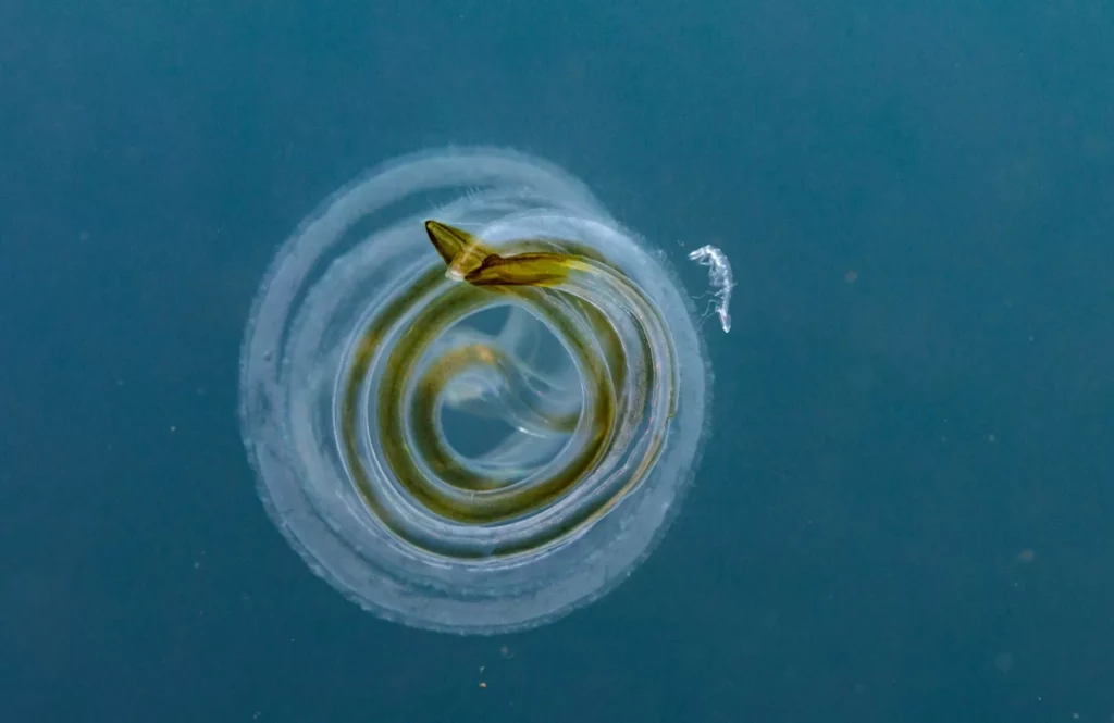 Cestum veneris (Manu San Félix, National Geographic Pristine Seas)