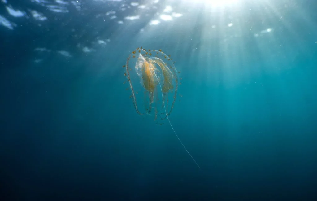 Leucothea pulchra (Manu San Félix, National Geographic Pristine Seas)