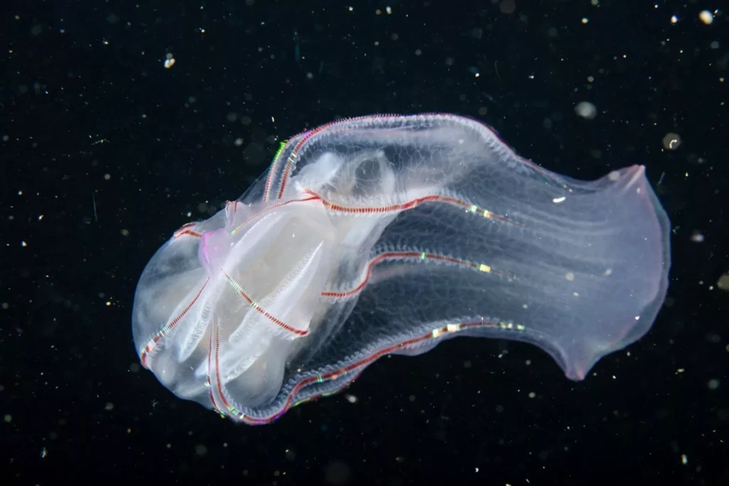 Beroe forskalii (Manu San Félix, National Geographic Pristine Seas)