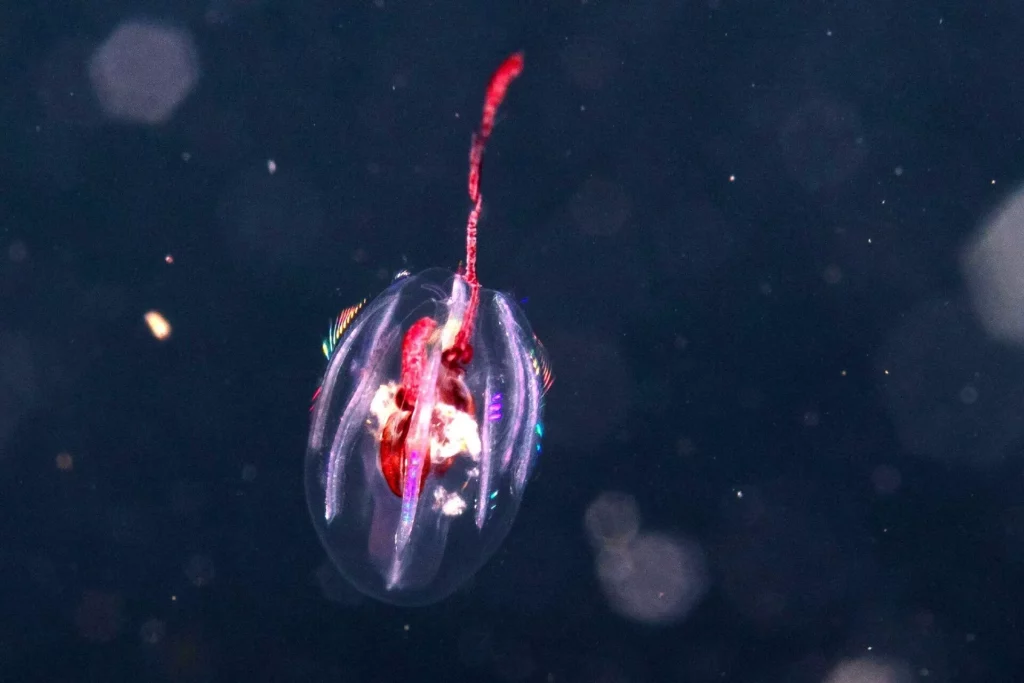 Mertensiidae (Enric Sala, National Geographic Pristine Seas)