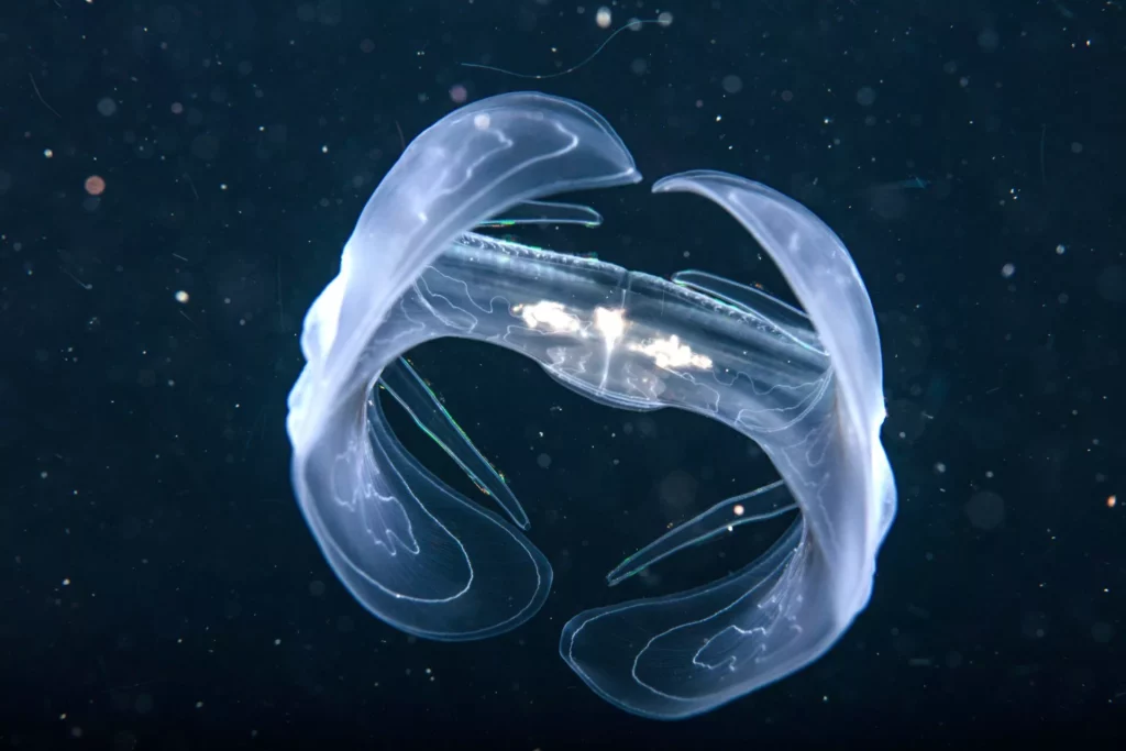 Colombia 2022 Yurupari 1260