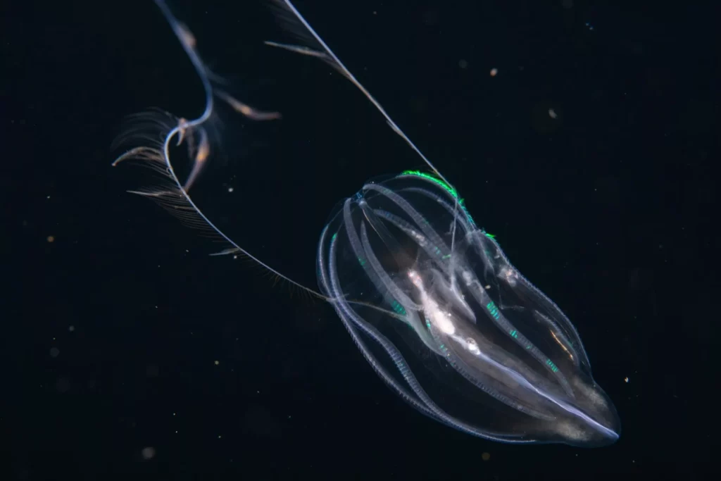 Hormiphora sp (Enric Sala, National Geographic Pristine Seas)