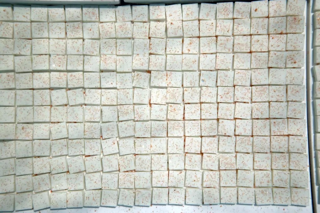 The embryos are genetically diverse (Coral Spawning Lab)