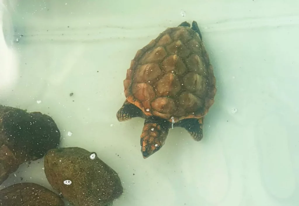 The recovered Crush (New Era Veterinary Hospital)