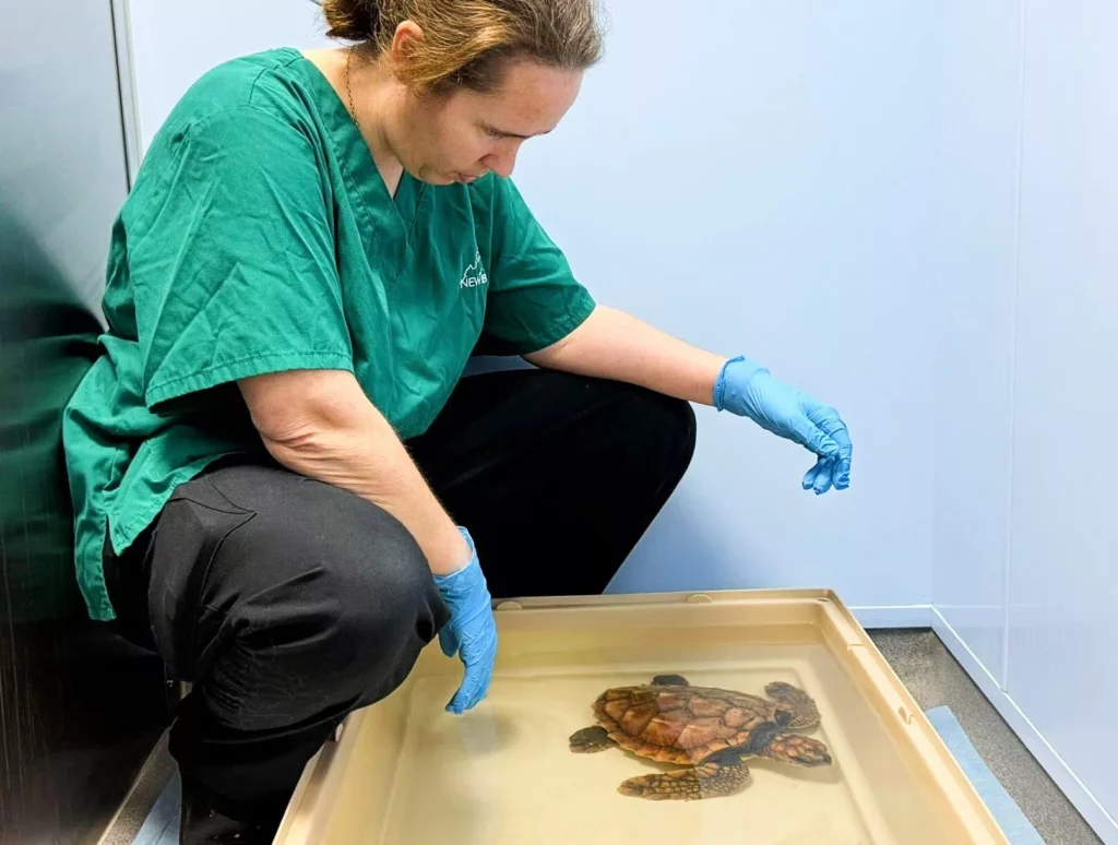 Crush treatment (New Era Veterinary Hospital)