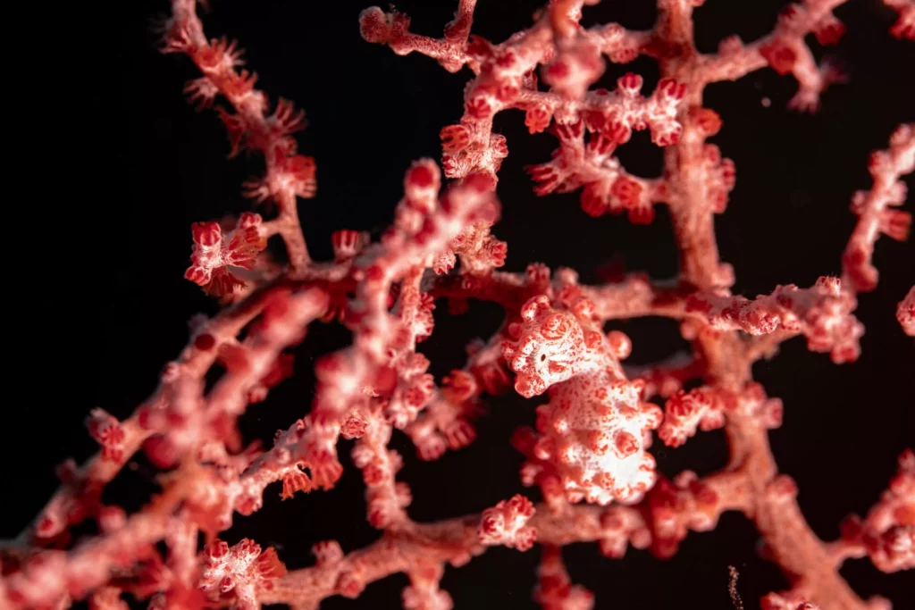 Waters of Wakatobi are the Ultimate Artists’ Muse 4 Wakatobi