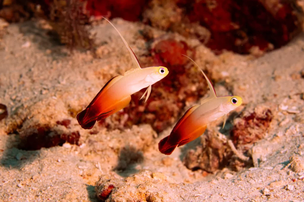 Waters of Wakatobi are the Ultimate Artists’ Muse 2 Wakatobi