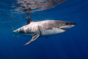 Great white shark (Ken Bondy / iNaturalist, CC BY-NC)