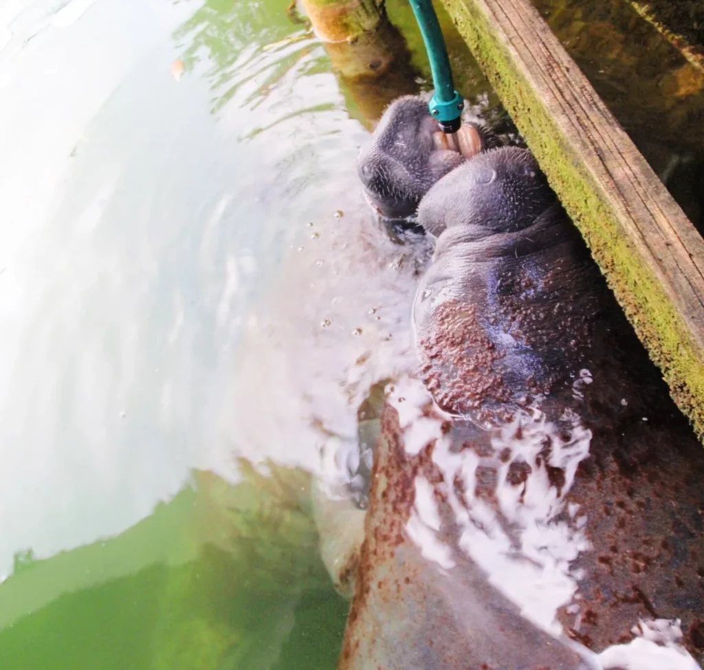 Some animals find running freshwater hoses left by people along the marine shore but this is not encouraged by the authorities and can be a violation