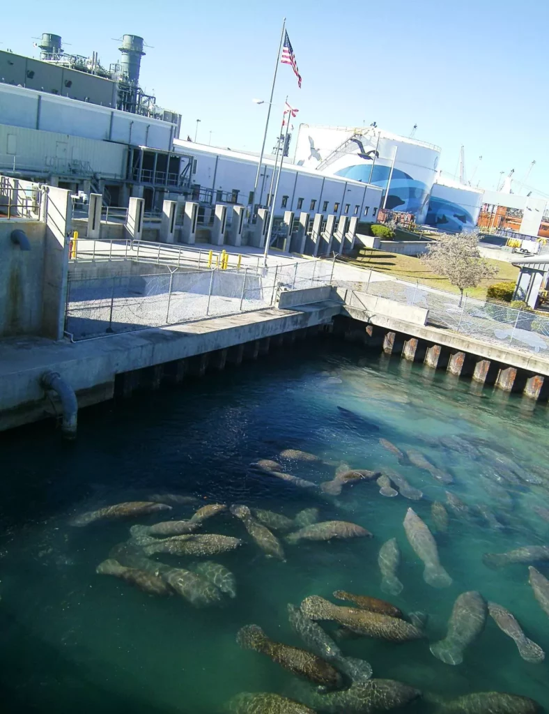 The manatees were packed in en masse