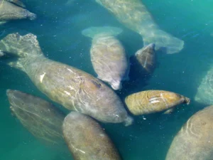 Manatees including a scarred baby in the power-plant lagoon (JC Fine)