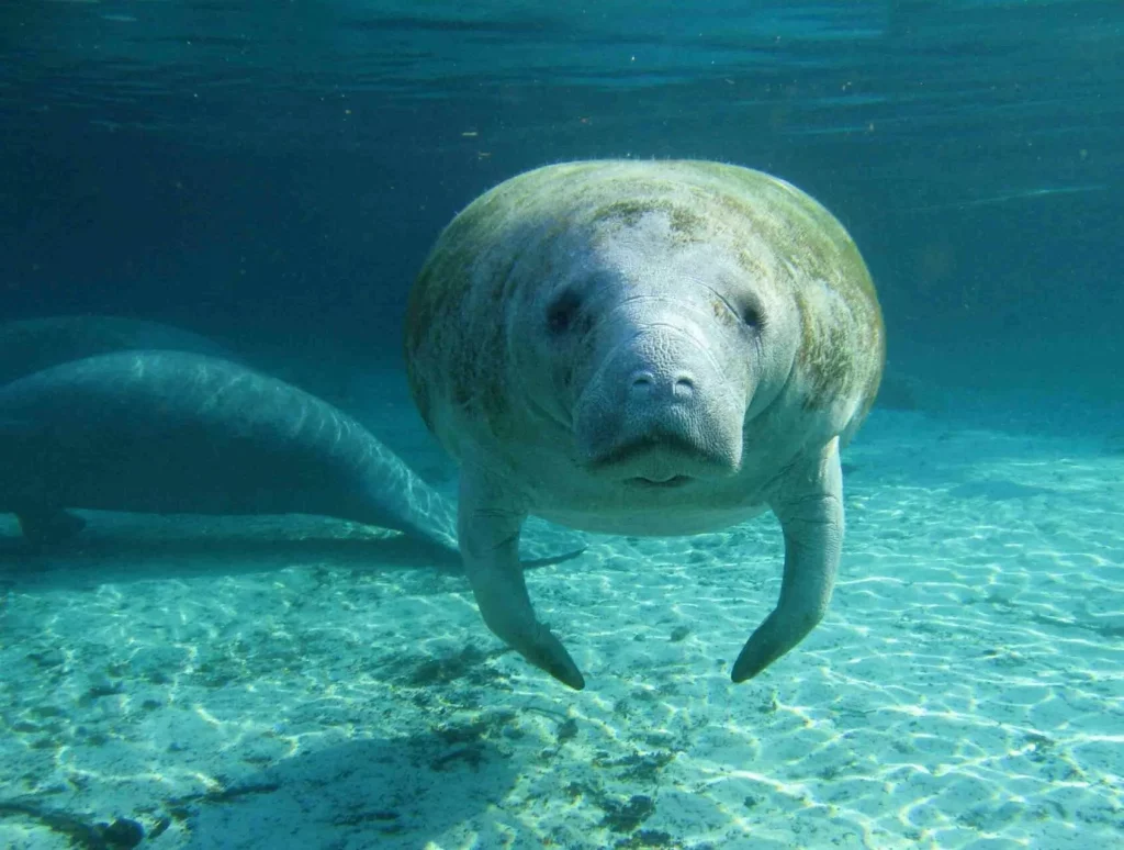 Florida manatee (US Geological Survey)
