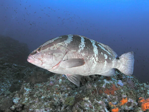 Nassau grouper (Clark Anderson Aquaimages)