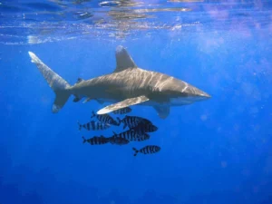Oceanic whitetip shark - but will enhanced protection save it? (Thomas Ehrensperger)